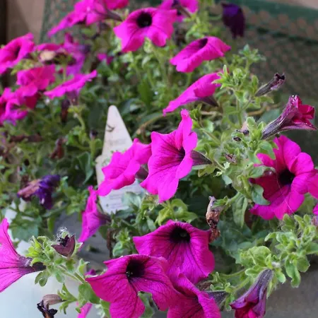 Cadelcivich - * Monforte dʼAlba