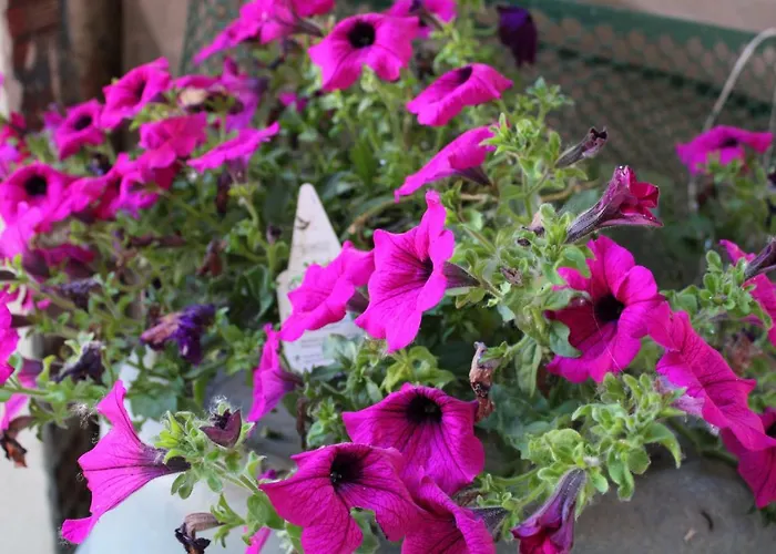 Cadelcivich - * モンフォルテ・ダルバ